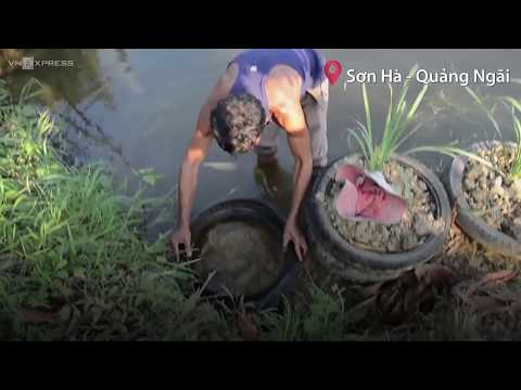 Nông dân Quảng Ngãi dùng lốp xe đắp bờ ao nuôi cá